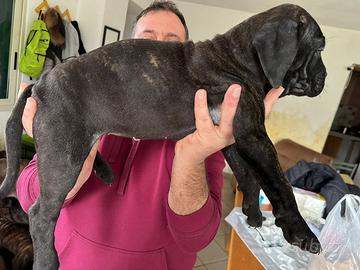 Cane corso