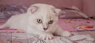 Scottish fold