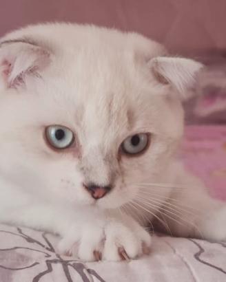 Scottish fold