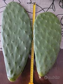 Pale di fico d'India