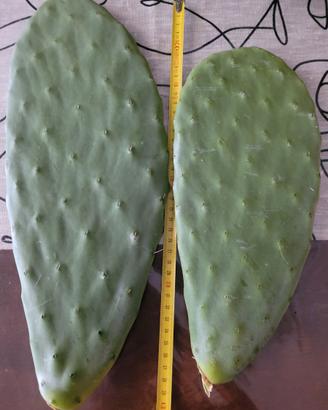 Pale di fico d'India