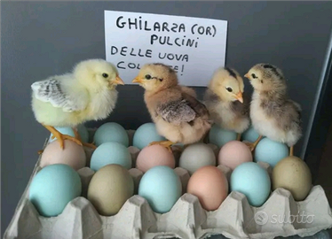 Pulcini delle uova azzurre e verdi