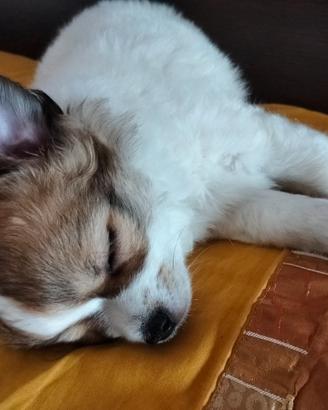 Chihuahua bianco con fulvo pelo lungo