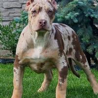 American Bully XXL