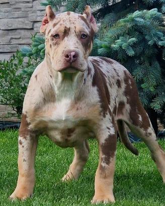 American Bully XXL