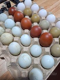 Pulcini araucana e altre razze ornamentali