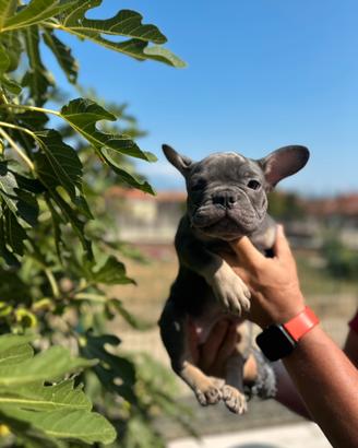 Bulldog francesi colorazione rarissima TOP