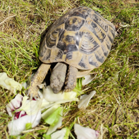 Tartarughe Testudo Hermanni (di terra)