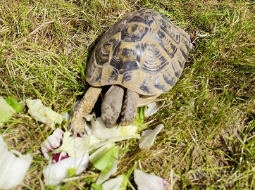 Tartarughe Testudo Hermanni (di terra)