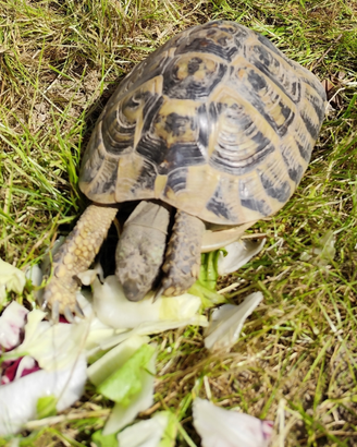 Tartarughe Testudo Hermanni (di terra)