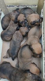 Cuccioli di segugio maremmano