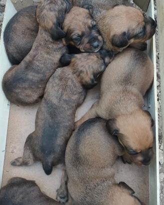 Cuccioli di segugio maremmano