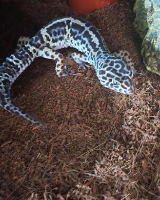 Gechi maschi e femmina coppia adulti