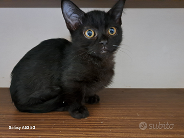 Gattino Munchkin con le zampe corte, 3 mesi