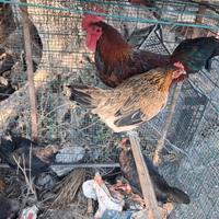 Galline e galletti nani