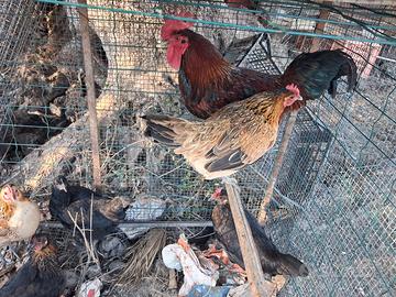 Galline e galletti nani