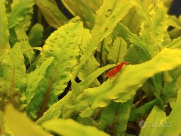 Caridine red cherry gamberetti per acquario
