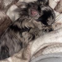 Chihuahua merle pelo lungo