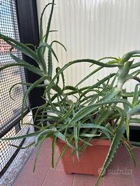 Pianta di aloe 