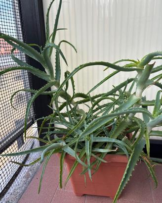 Pianta di aloe 