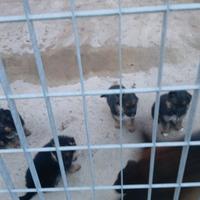 Cuccioli di Pastore Tedesco