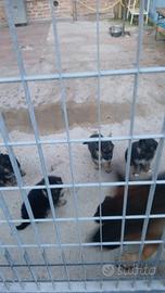 Cuccioli di Pastore Tedesco