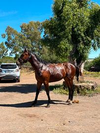 Cavallo