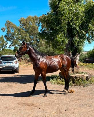 Cavallo