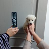 Cucciolo Maltipoo mini toy da borsetta