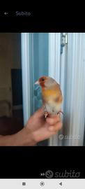 Cardellino Mulotto