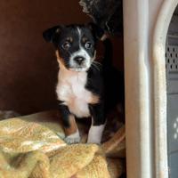 Cucciolo taglia piccola peperino