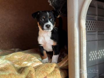 Cucciolo taglia piccola peperino