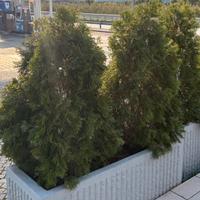PIANTA DA SIEPE THUJA