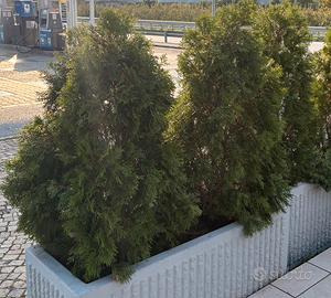 PIANTA DA SIEPE THUJA