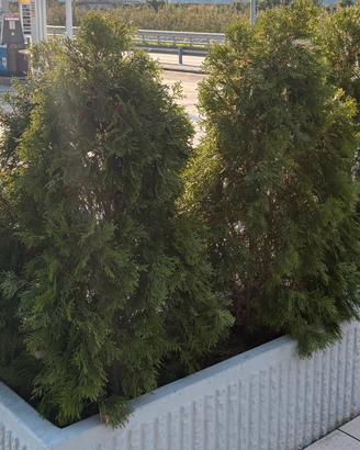 PIANTA DA SIEPE THUJA