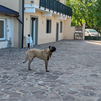 Kangal per accoppiamento