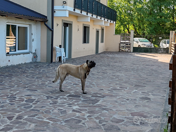 Kangal per accoppiamento