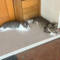 3 gattine svezzate