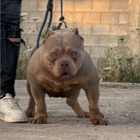 American bully