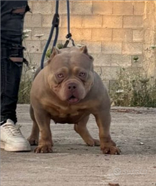 American bully