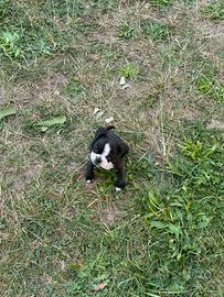 Disponibile cucciola