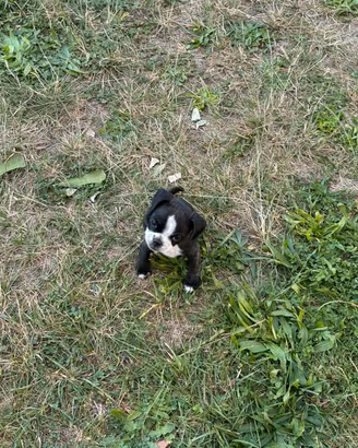 Disponibile cucciola