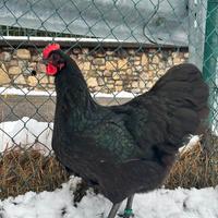 Galline ornamentali, materiale fecondo