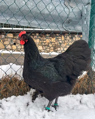 Galline ornamentali, materiale fecondo