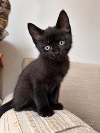 Gattini 2 mesi
