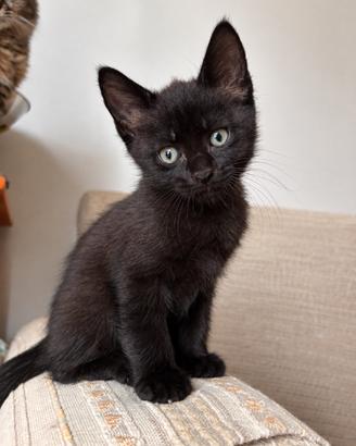 Gattini 2 mesi