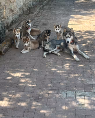Cuccioli di Siberian Husky Alta Genealogia