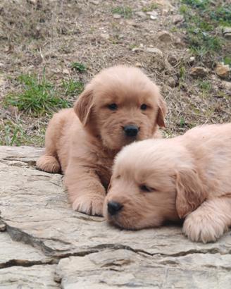 Cuccioli di Golden Retriver Americani