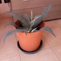 Pianta Agave Americana vaso alto cm 20