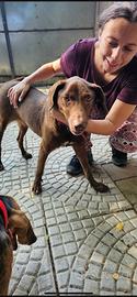 Labrador mix